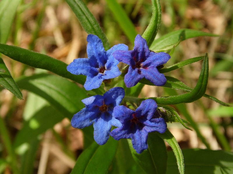 Buglossoides purpurocaerulea